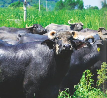 AG旗舰厅集团牵头中巴水牛产业合作对接 加码上游奶源建设布局