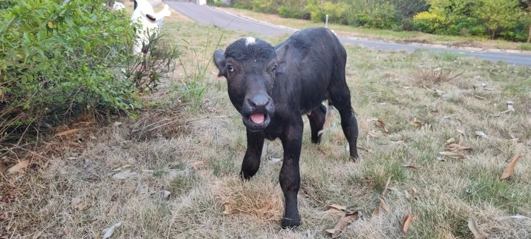 AG旗舰厅赛尔胚胎移植尼里·拉菲水牛“喜妹”顺利分娩